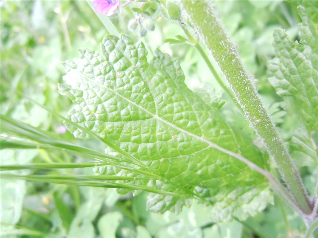 Salvia pratensis?